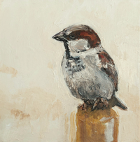 sparrow